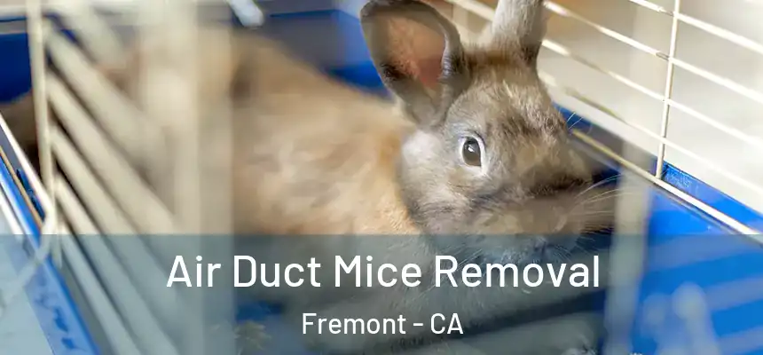  Air Duct Mice Removal Fremont - CA