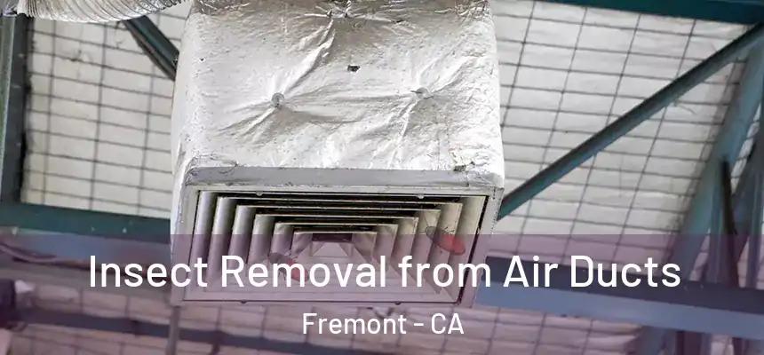 Insect Removal from Air Ducts Fremont - CA